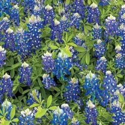 Blue Bluebonnet Flowers Cotton Wideback Fabric Per Yard -Michaels Fabric Sale 157937155076976 1