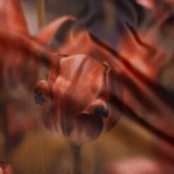 1 Yard Red Light Brown Large Tulip Polyester Mikado Fabric Exclusive Tulip Transformation Print 57 Inch Width 18 1 Yard Red Light Brown Large Tulip Polyester Mikado Fabric Exclusive Tulip Transformation Print 57 Inch Width -Michaels Fabric Sale 317716531503024 1