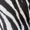 Zebra Print Black And White Cotton Fabric By The Yard 2 Zebra Print Black And White Cotton Fabric By The Yard -Michaels Fabric Sale 339095425370544